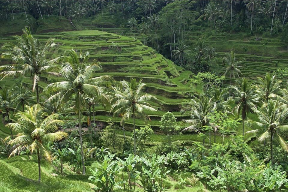 Green rice terraces and palms at Tegallalang near Ubud, Bali