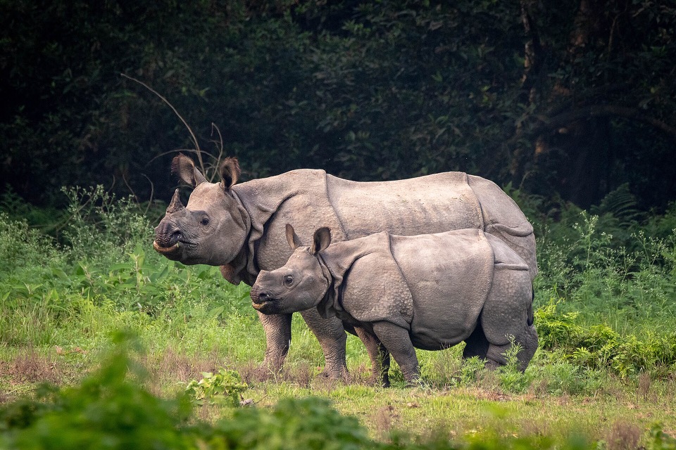 Greater one-horned rhinoceros mother and calf in Chitwan National Park