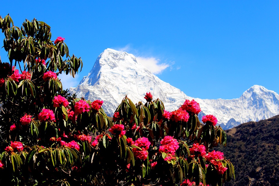 Spring rhododendron forest with Machhapuchhre rising behind it